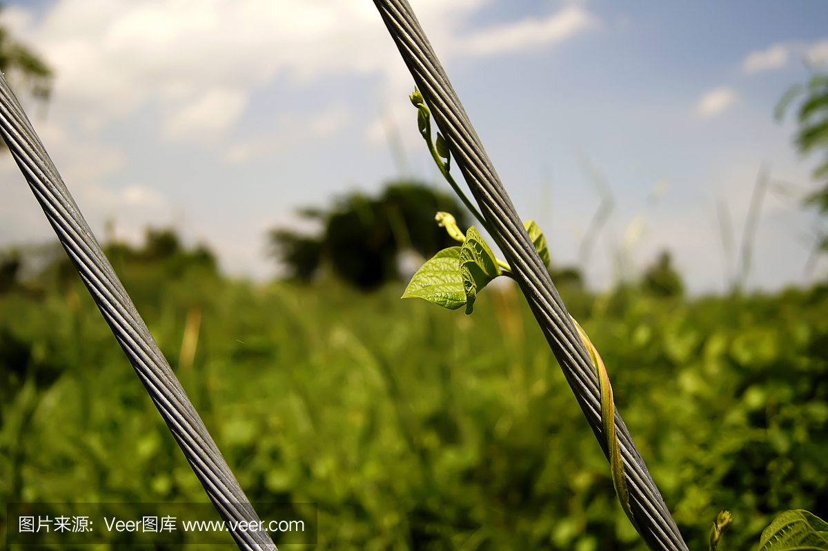 绿色的小匍匐植物攀援在阳光下与美丽的白竹